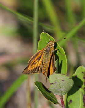 Delaware Skipper female